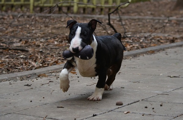 Mini bull terijer