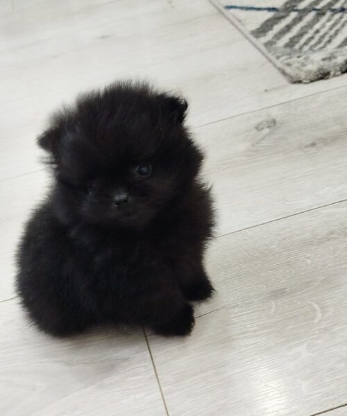 Prelepi Bo medvedici