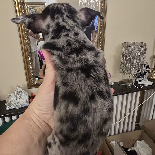 Štenci EKSTRA mini čivave