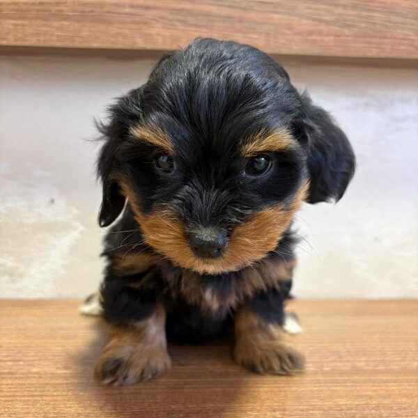 Havanski Bišon prelepi štenci