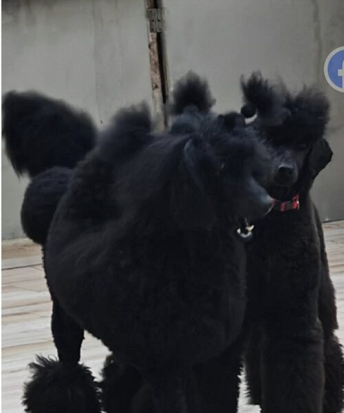 Vrhunsko leglo VELIKIH PUDLI