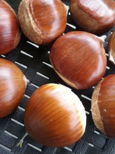 Rezervacije u toku za sadnju voćnih sadnica