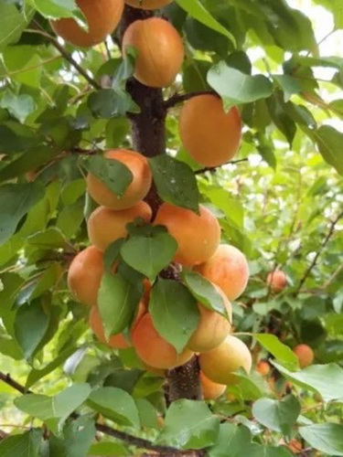 Rezervacije u toku za sadnju voćnih sadnica
