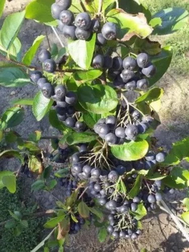Rezervacije u toku za sadnju voćnih sadnica