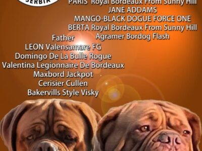 Bordoška Doga prelepi štenci