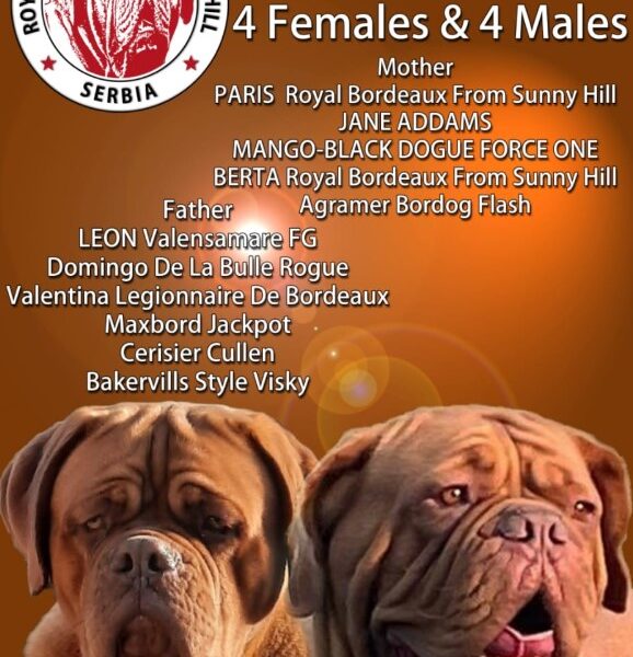 Bordoška Doga prelepi štenci