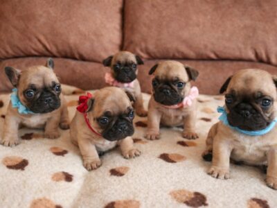 Francuski Buldog prelepi štenci