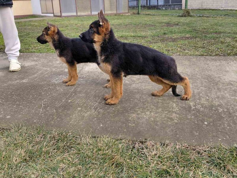 Nemacki ovcar prelepi stenci