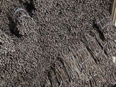 NA PRODAJU: Isečena Loza 1 KLASE za Kalemljenje (Kober BB)