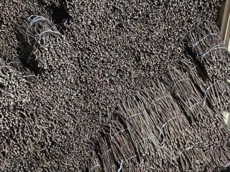 NA PRODAJU: Isečena Loza 1 KLASE za Kalemljenje (Kober BB)