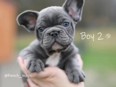 Plavi i merle egzoticni francuski buldozi