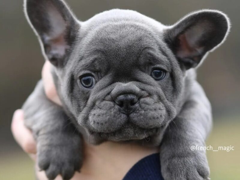 Plavi i merle egzoticni francuski buldozi