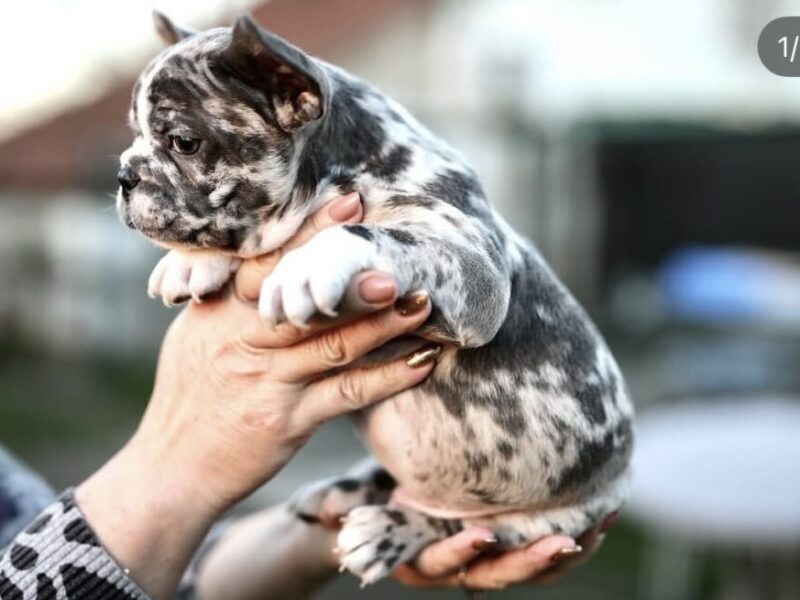 Plavi i merle egzoticni francuski buldozi