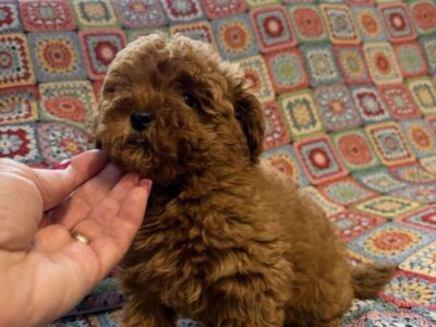 Toy Pudle na prodaju