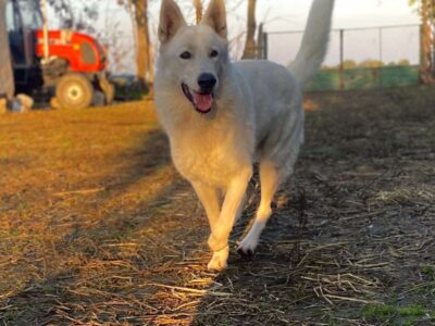 Beli Švajcarski Ovčar štenci