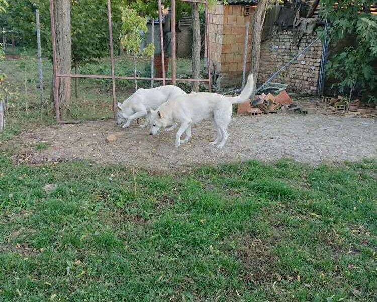 Beli Švajcarski Ovčar štenci