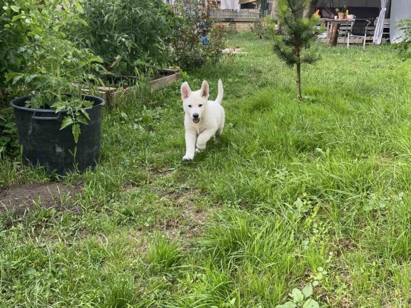 Beli Švajcarski Ovčar štenci