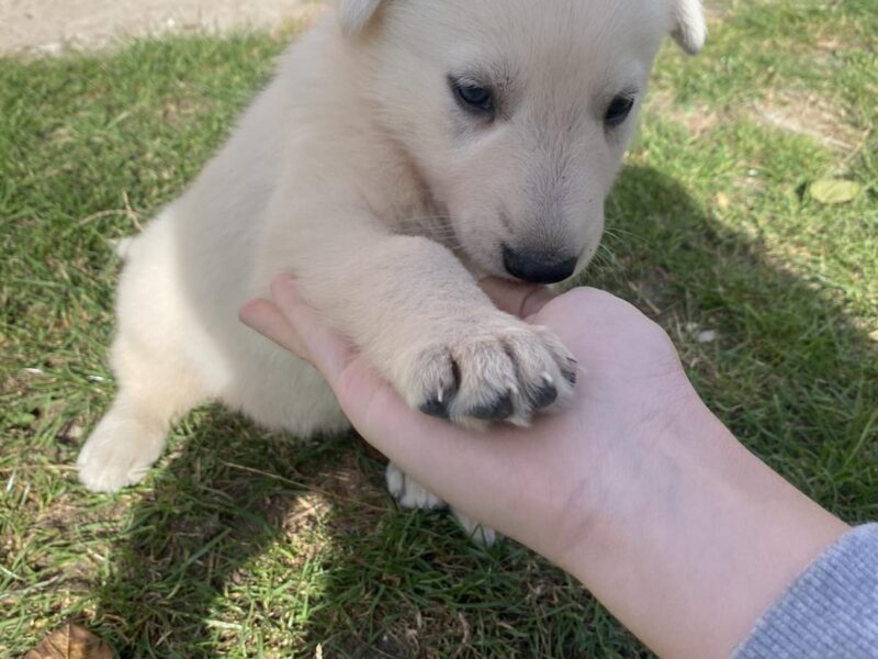 Beli Švajcarski Ovčar štenci