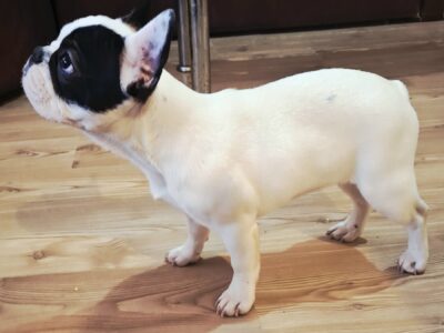 Francuski Buldog prelepo štene