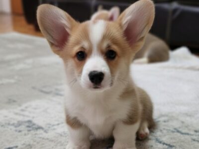 Velški Korgi Pembrok prelepi štenci