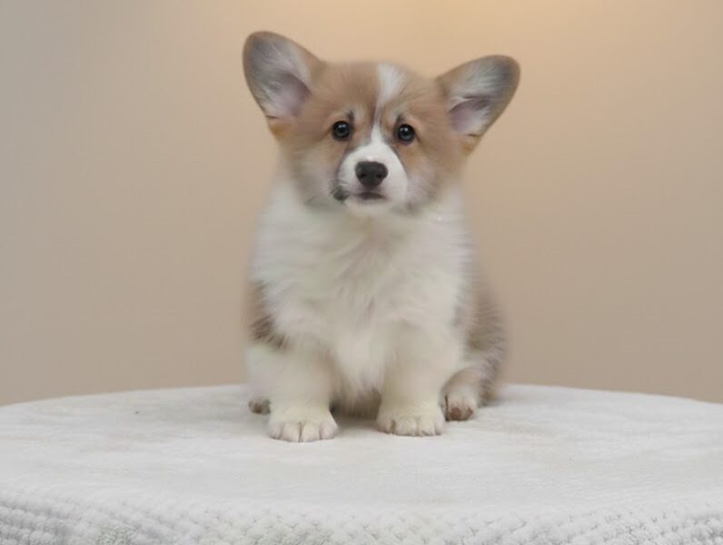 Velški Korgi Pembrok prelepi štenci