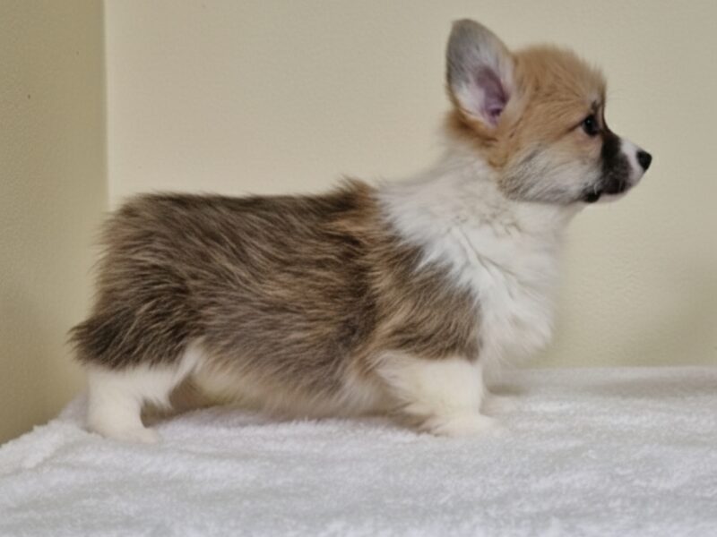 Velški Korgi Pembrok prelepi štenci