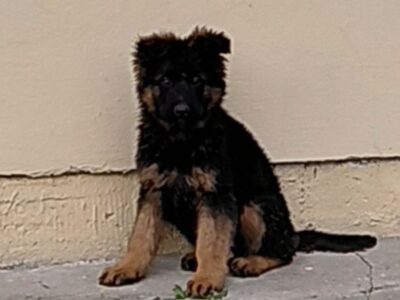 Nemacki ovcar prelepi stenci