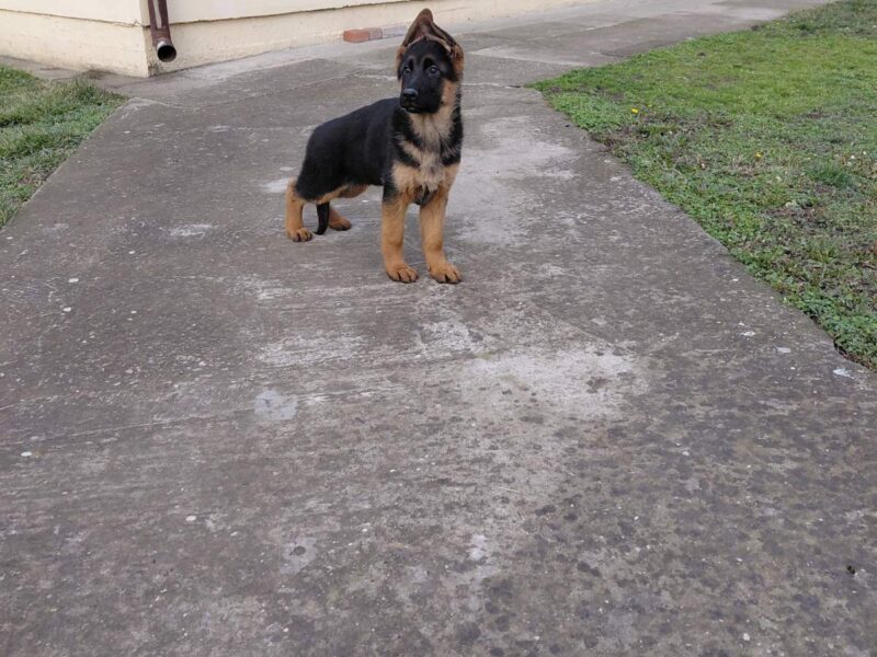 Nemacki ovcar prelepi stenci