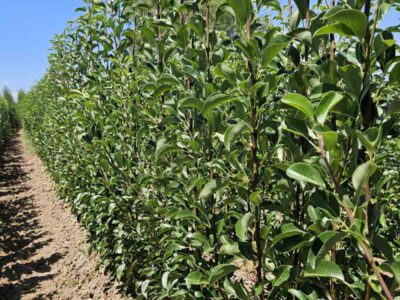 Sadnice voća – Kvalitetne sadnice iz Rasadnika Antić