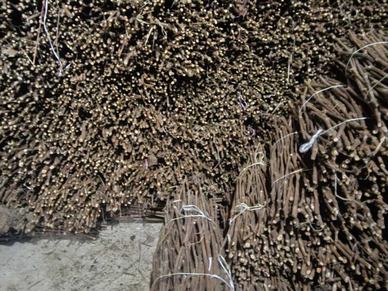 NA PRODAJU: Isečena Loza 1 KLASE za Kalemljenje (Kober BB)