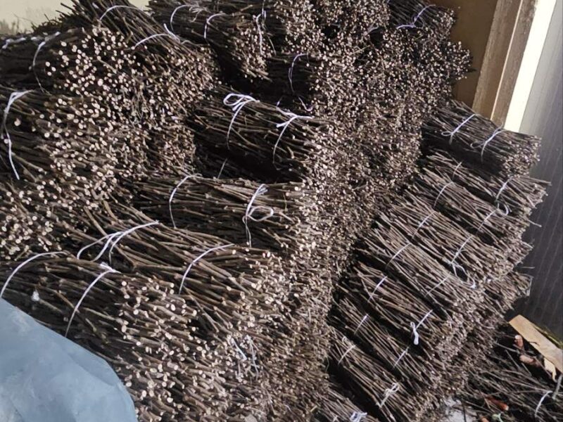 NA PRODAJU: Isečena Loza 1 KLASE za Kalemljenje (Kober BB)