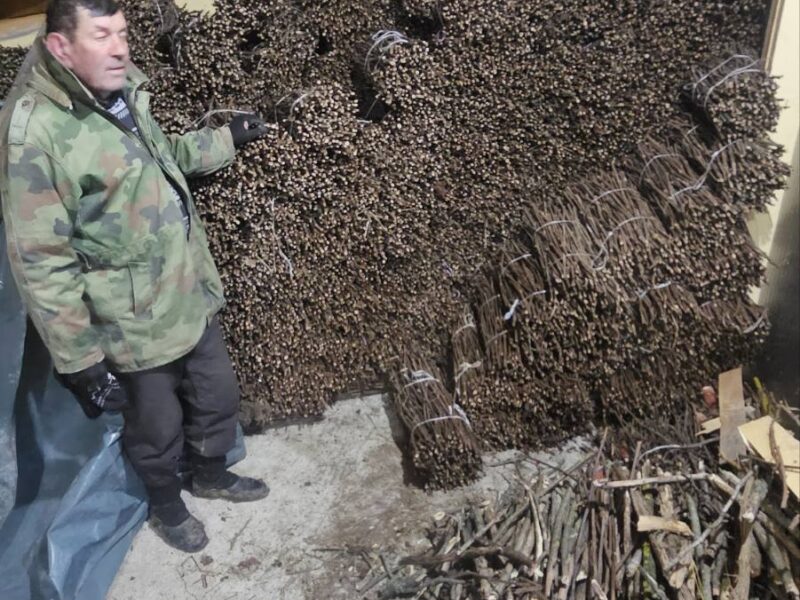 NA PRODAJU: Isečena Loza 1 KLASE za Kalemljenje (Kober BB)