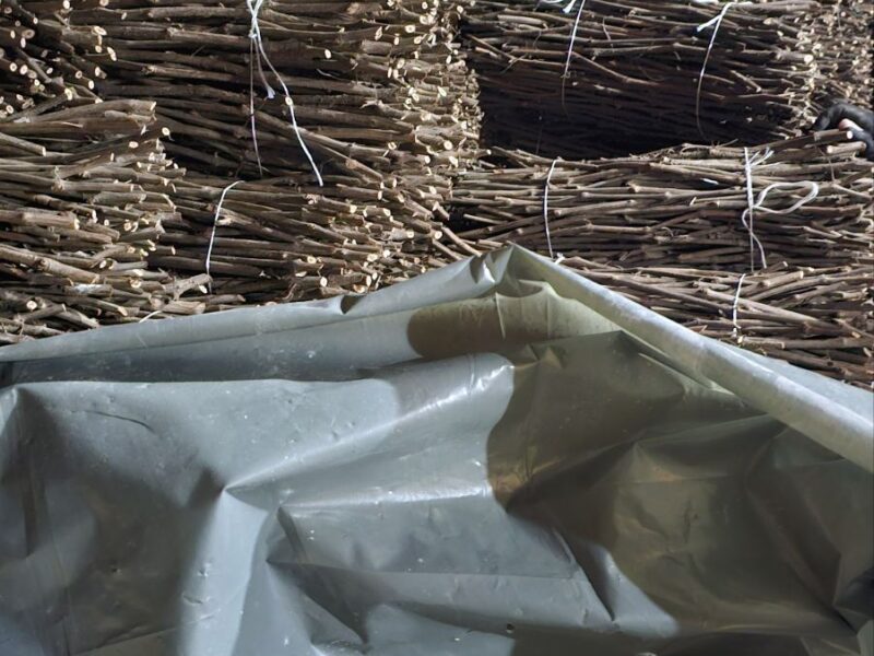 NA PRODAJU: Isečena Loza 1 KLASE za Kalemljenje (Kober BB)