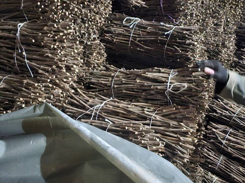 NA PRODAJU: Isečena Loza 1 KLASE za Kalemljenje (Kober BB)