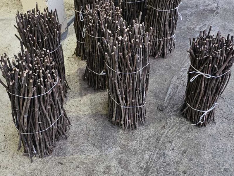 NA PRODAJU: Isečena Loza 1 KLASE za Kalemljenje (Kober BB)