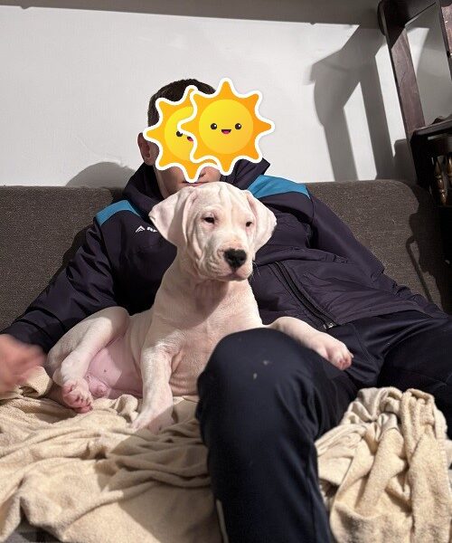 Dogo Argentino, štene