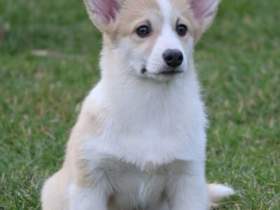 Velski korgi/Welsh Corgi Pembroke štenci