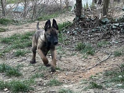 Belgijski Ovčar Malinoa