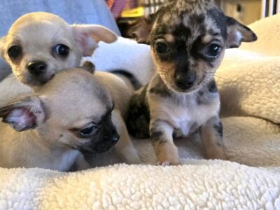 Štenci EKSTRA mini čivave