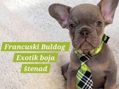 Francuski Bulldog štenci exotik boja