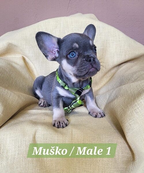 Francuski Bulldog štenci exotik boja