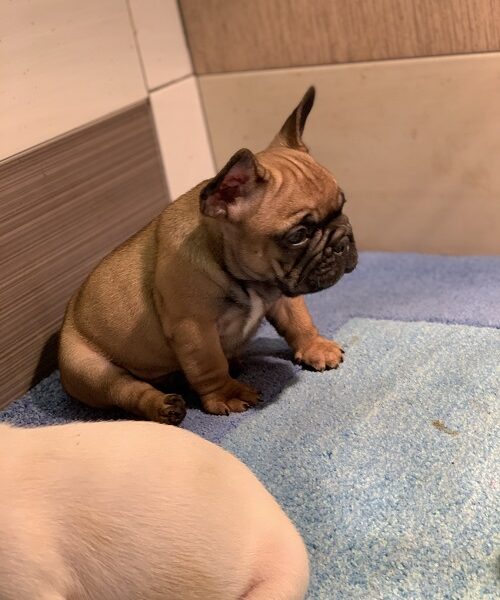 Francuski buldog "Od kuce don"