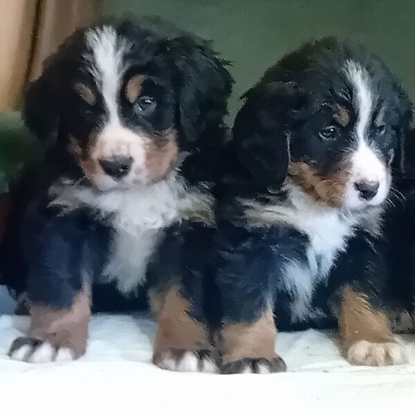 Bernski planinski pas