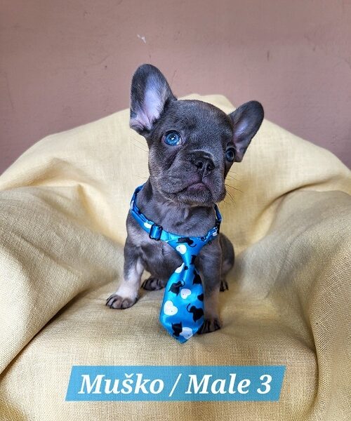 Francuski Bulldog štenci exotik boja
