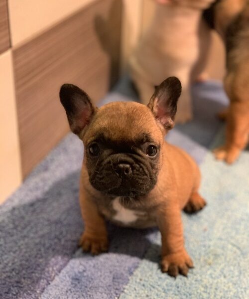 Francuski buldog "Od kuce don"