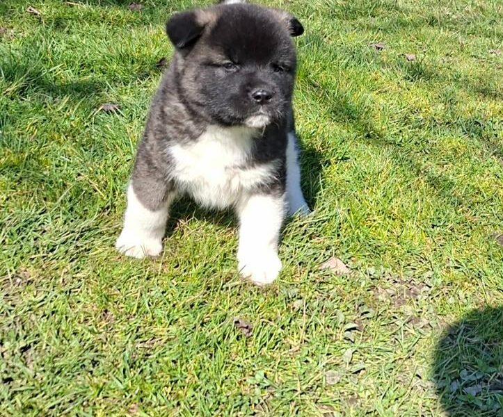 Americka Akita prelepi stenci