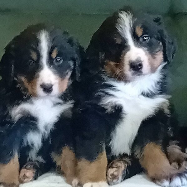 Bernski planinski pas