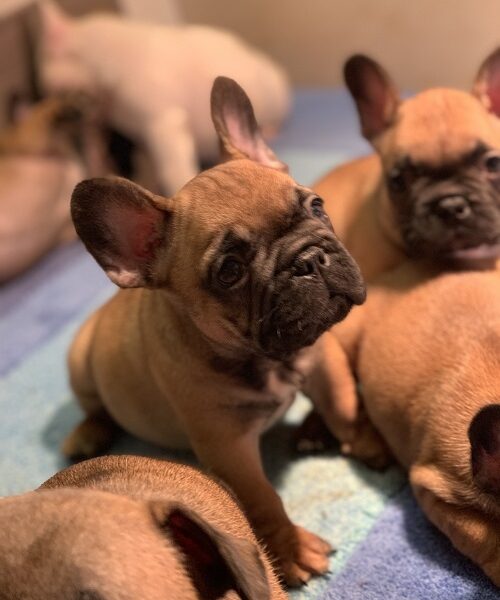 Francuski buldog "Od kuce don"