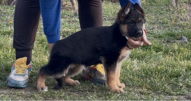 Štenci NEMAČKOG ovčara