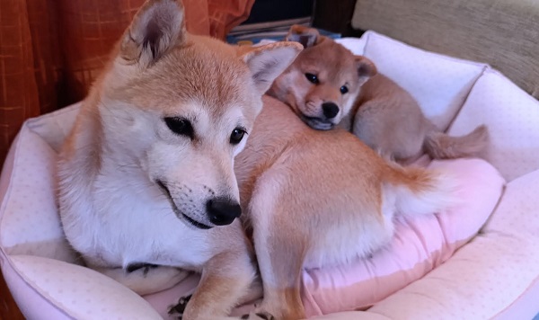 Šiba Inu štenci